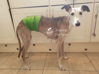 Plasband voor honden (Reu) in diverse maten